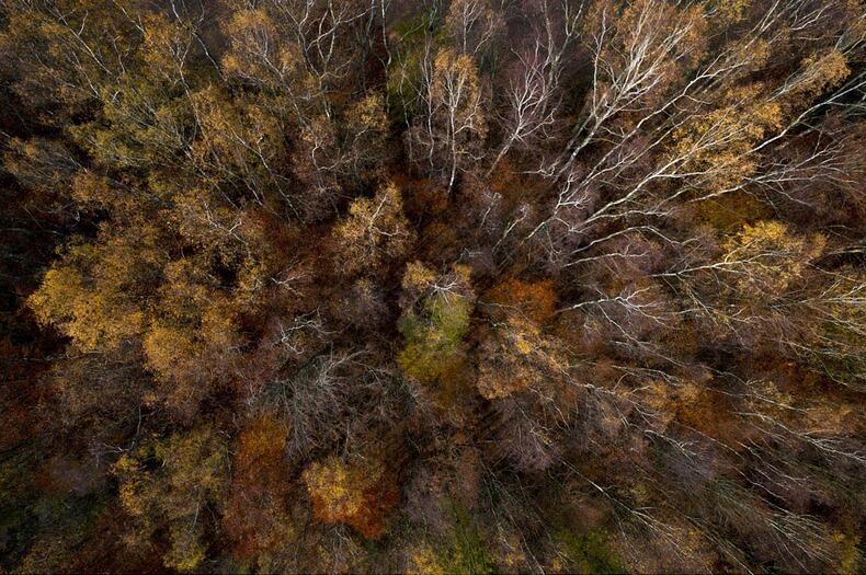 Foto-foto Menakjubkan Hutan di Polandia pada Musim Gugur &#91;Karya Kacper Kowalski&#93;