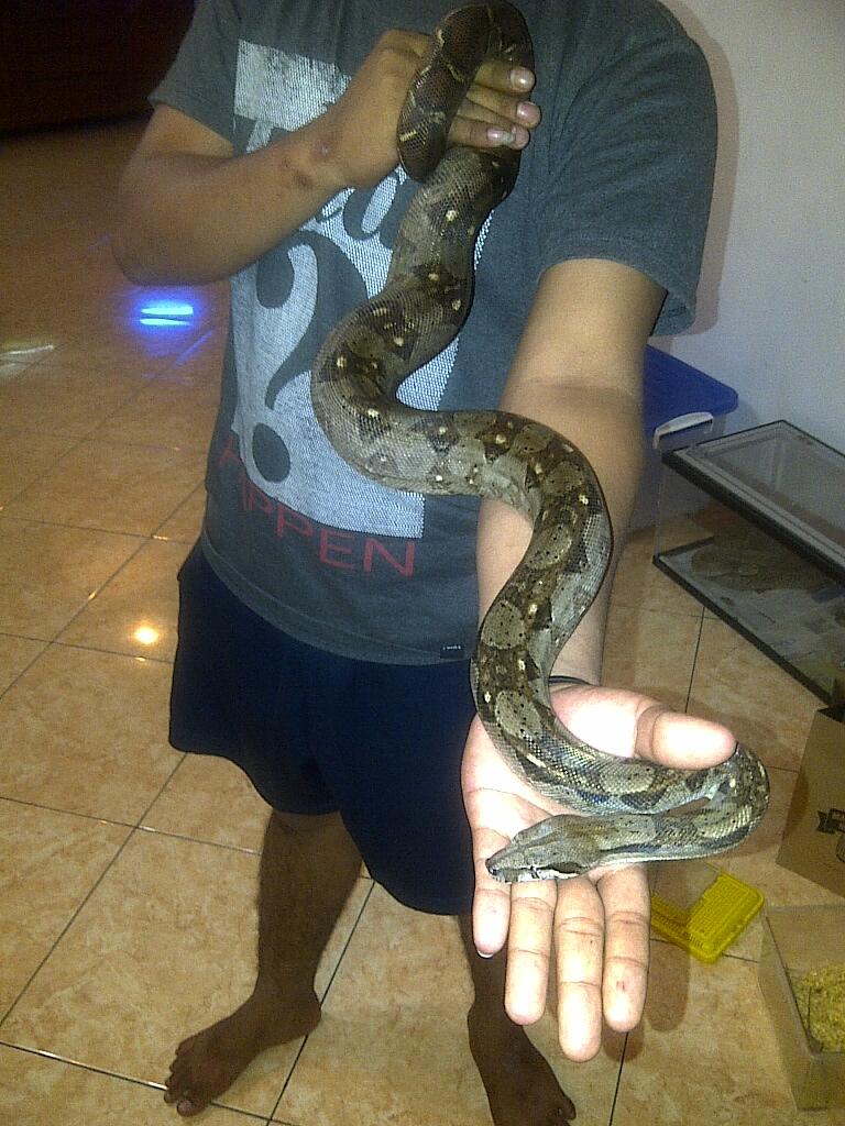 Ular Boa Nicaragua Female