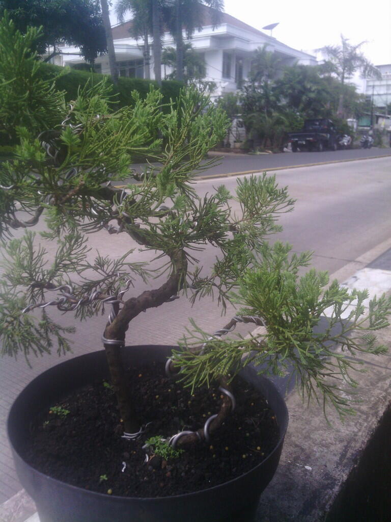 Terjual Bonsai dan bahan bonsari KASKUS