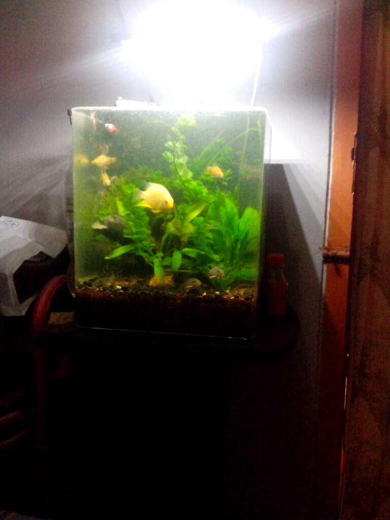 Terjual WTS Akuarium Aquarium  Aquascape kaca tekuk 