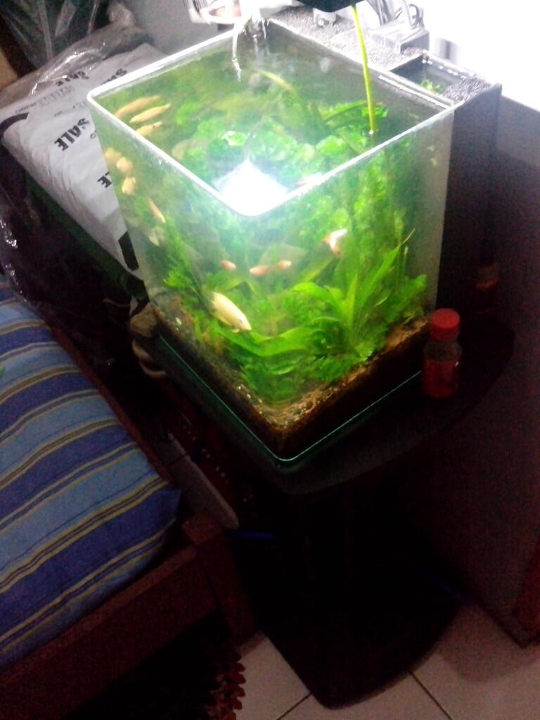 Terjual WTS Akuarium Aquarium  Aquascape kaca tekuk 