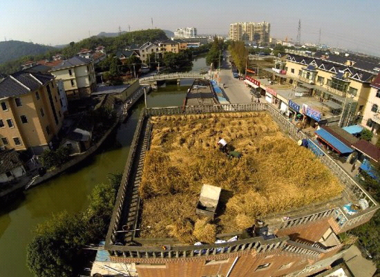 Keren! Pria ini bikin sawah di atap rumah nya