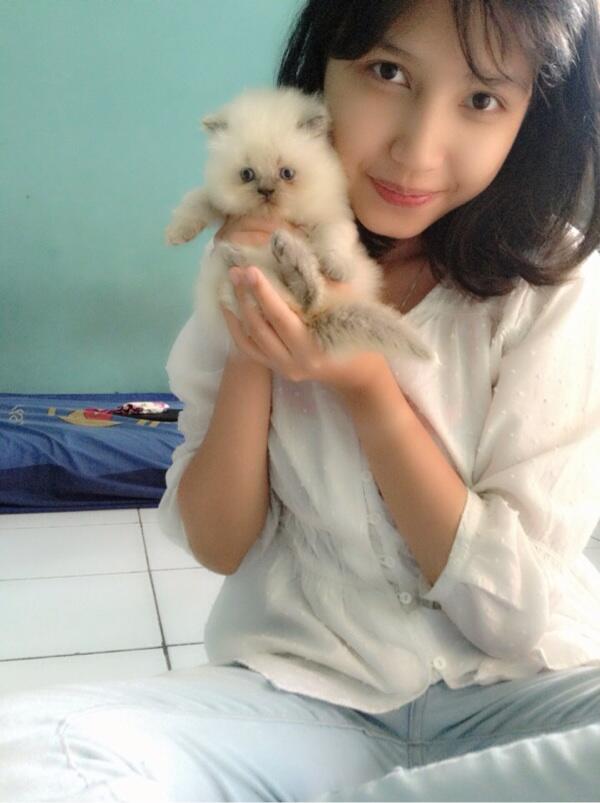 Jual Kucing persia kitten flatnose sealpoint lucu lokasi Bandung murah