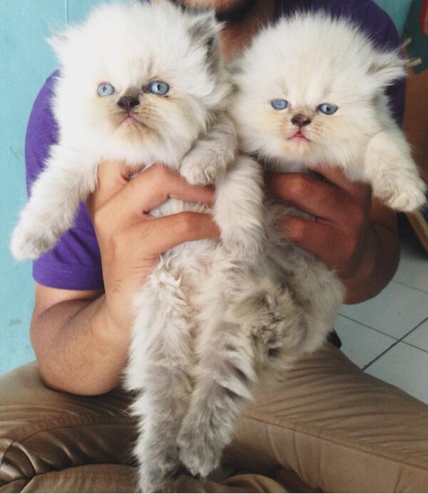 Jual Kucing persia kitten flatnose sealpoint lucu lokasi Bandung murah