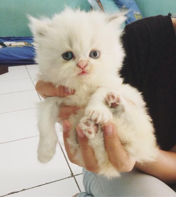 Jual Kucing persia kitten flatnose sealpoint lucu lokasi Bandung murah