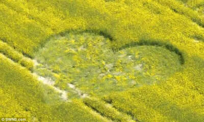 Misteri Crop Circle