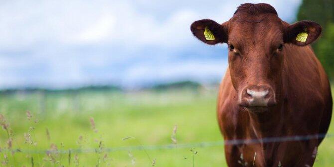 4 Curhat tukang bakso jika pemerintah stop impor sapi Australia