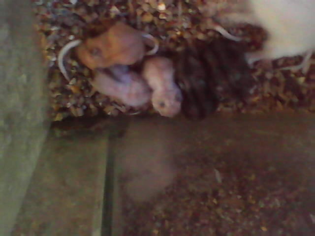 LANDAK MINI DAN HAMSTER VIOLET BEKASI SELATAN