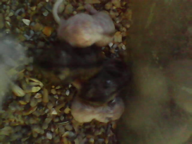LANDAK MINI DAN HAMSTER VIOLET BEKASI SELATAN