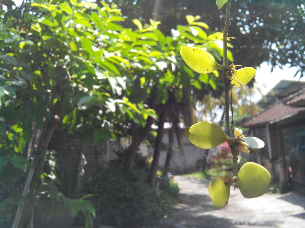 [Official Lounge] Cross A66, Phablet QuadCore HD (Let's Do More)