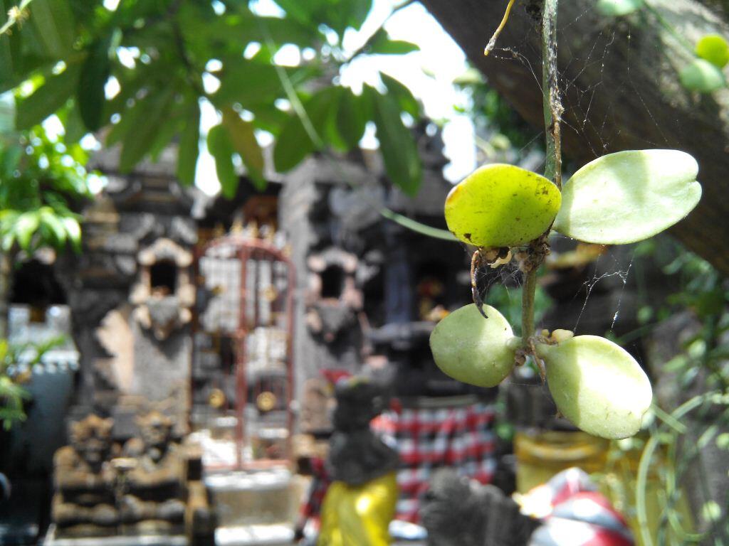 [Official Lounge] Cross A66, Phablet QuadCore HD (Let's Do More)