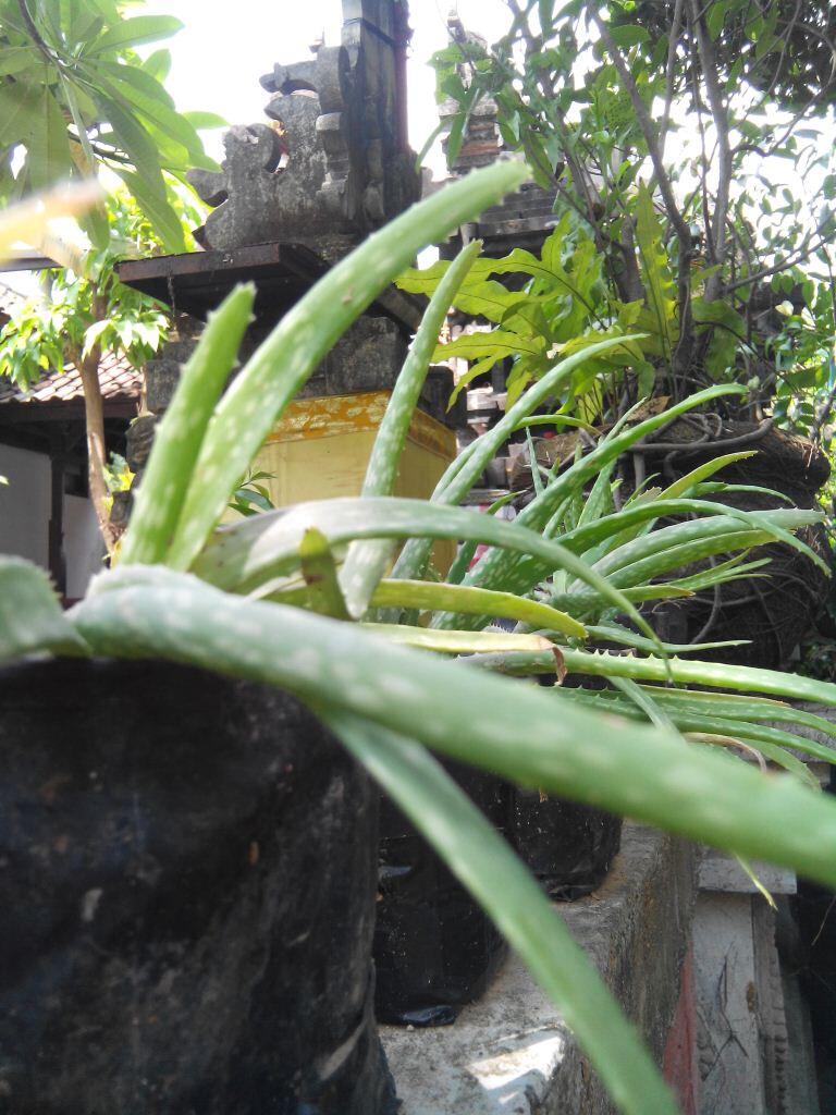 [Official Lounge] Cross A66, Phablet QuadCore HD (Let's Do More)