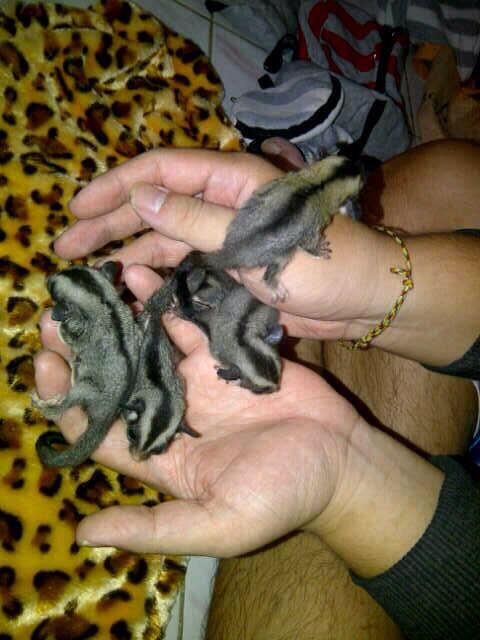 For Sell Sugar Glider Joey Murah Bagus utk Pemula ( jkt only )