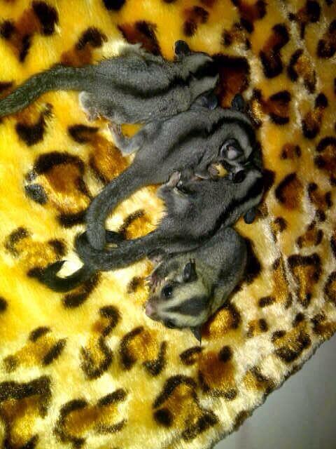 For Sell Sugar Glider Joey Murah Bagus utk Pemula ( jkt only )
