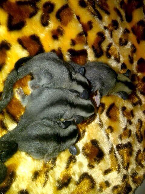For Sell Sugar Glider Joey Murah Bagus utk Pemula ( jkt only )