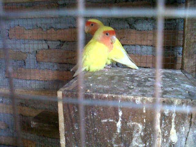 LOVE BIRD LUTINO MATA MERAH