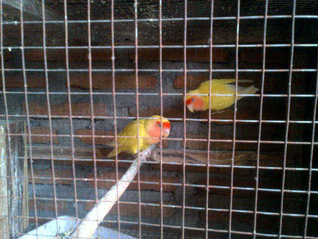 LOVE BIRD LUTINO MATA MERAH