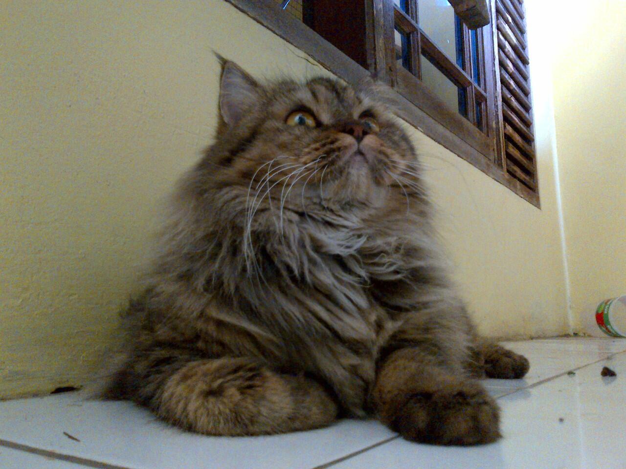 Terjual Jasa Pacak (kimpoi) kucing persia Bandung,, harga 