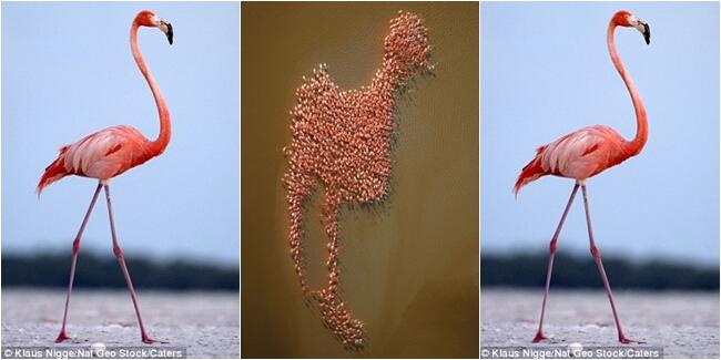 Menakjubkan, 7 Pola Unik Yang Dilukis Oleh Sekelompok Burung