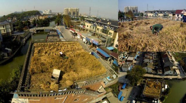 Petani China Sukses Ubah Atap Gedung Jadi Lahan Sawah Padi