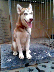 Siberian Husky