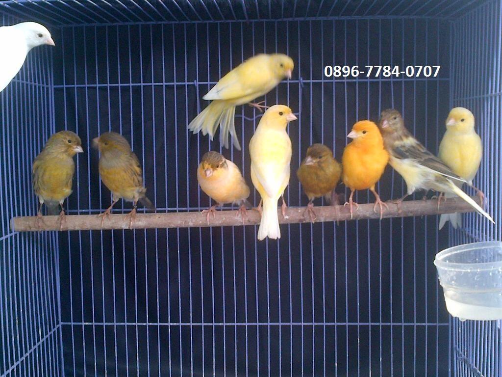 Siapan AF Sudah Mbunderi Siap Kawin