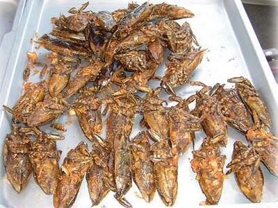 10 Santapan Lezat Berbahan Serangga #