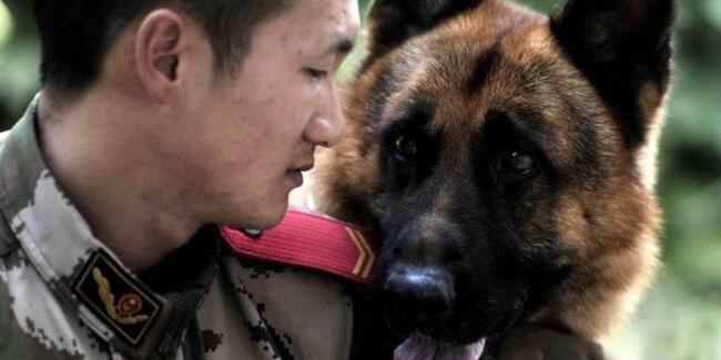 Perpisahan Sedih Anjing Dan Tentara Rekan Kerjanya