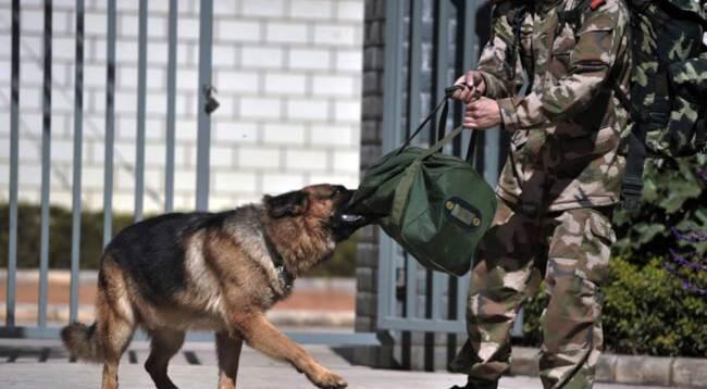 Perpisahan Sedih Anjing Dan Tentara Rekan Kerjanya