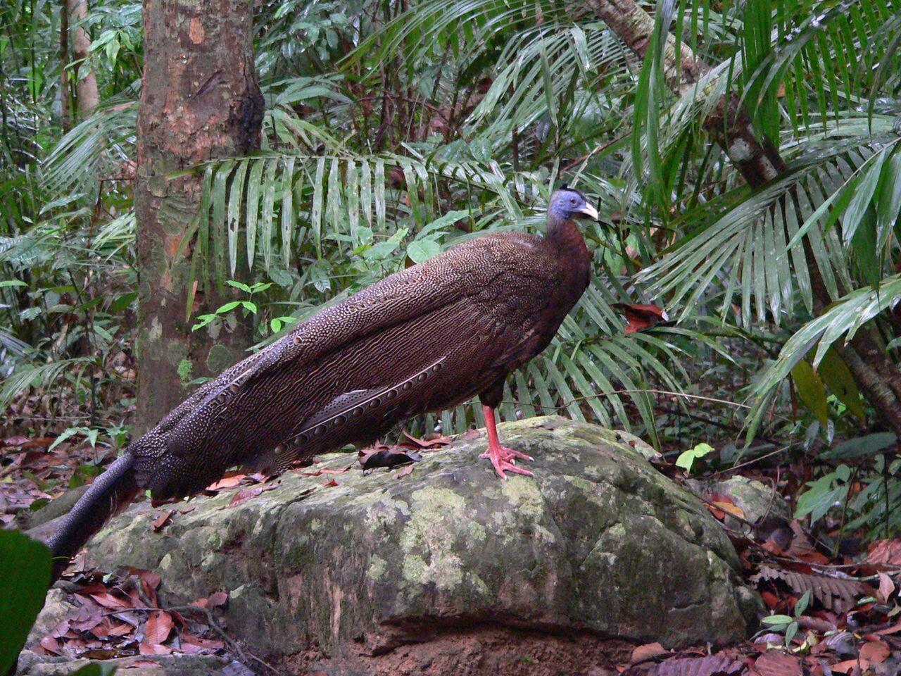 Keanekaragaman alam flora dan fauna indonesia  KASKUS