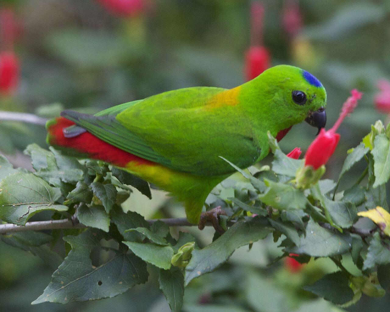 Keanekaragaman alam flora dan fauna  indonesia KASKUS