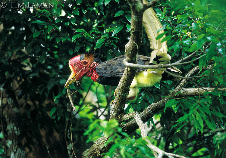 Keanekaragaman alam flora dan fauna  indonesia  KASKUS