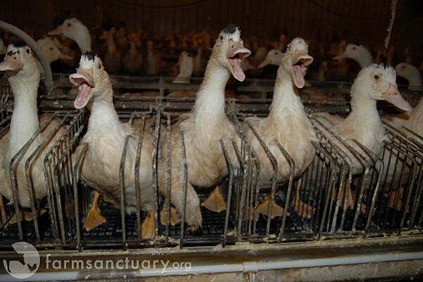 Foie Gras, Makanan Mewah Hasil Penyiksaan