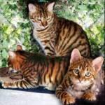 Jenis Jenis Kucing dan Karakteristiknya