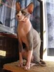 Jenis Jenis Kucing dan Karakteristiknya