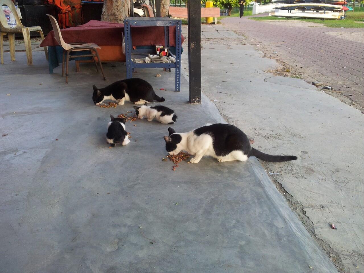 Jenis Jenis Kucing dan Karakteristiknya