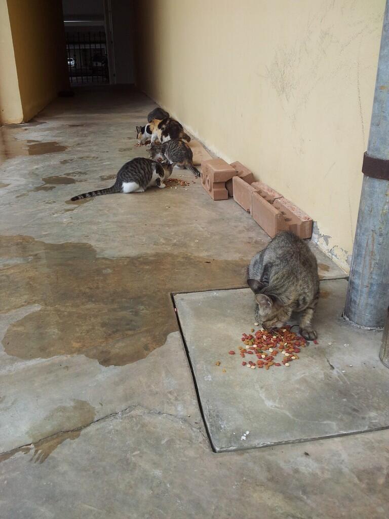 Jenis Jenis Kucing dan Karakteristiknya