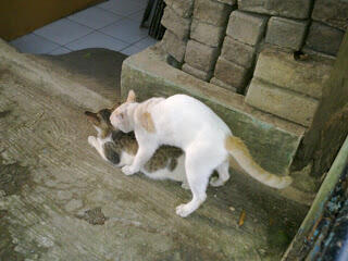 Jenis Jenis Kucing dan Karakteristiknya