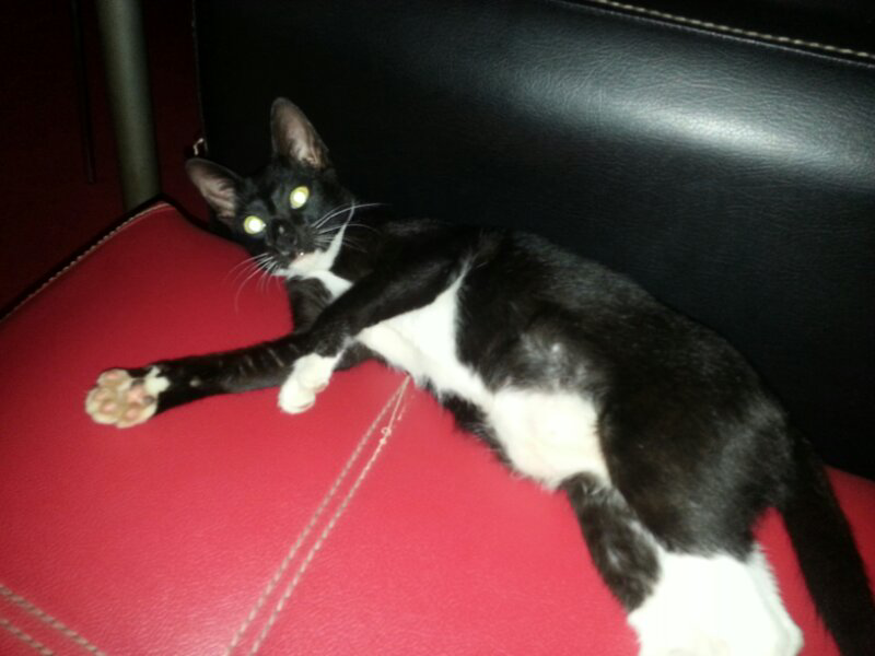 &#91;Story&#93; Didatengin/di mimpiin kucing Ane yg baru meninggal