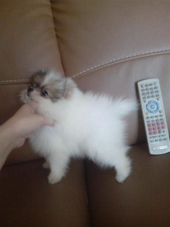 WTS : 7 Week Mini pom Party Colour Jantan dan Betina !! Hrg Special !!