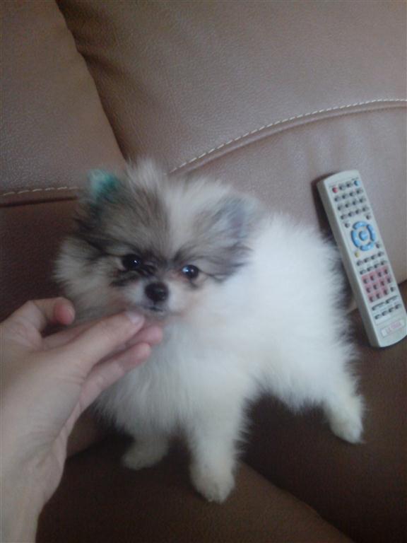 WTS : 7 Week Mini pom Party Colour Jantan dan Betina !! Hrg Special !!