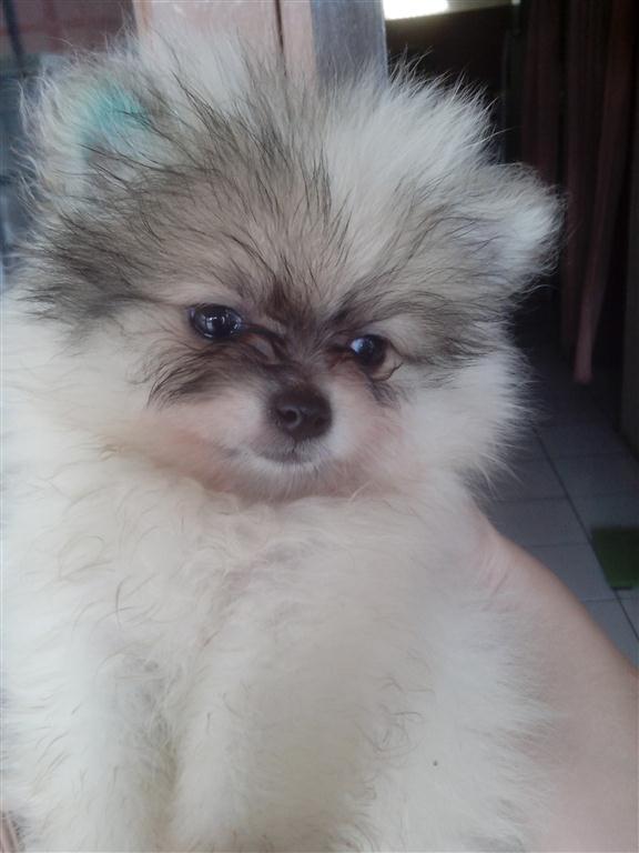 WTS : 7 Week Mini pom Party Colour Jantan dan Betina !! Hrg Special !!