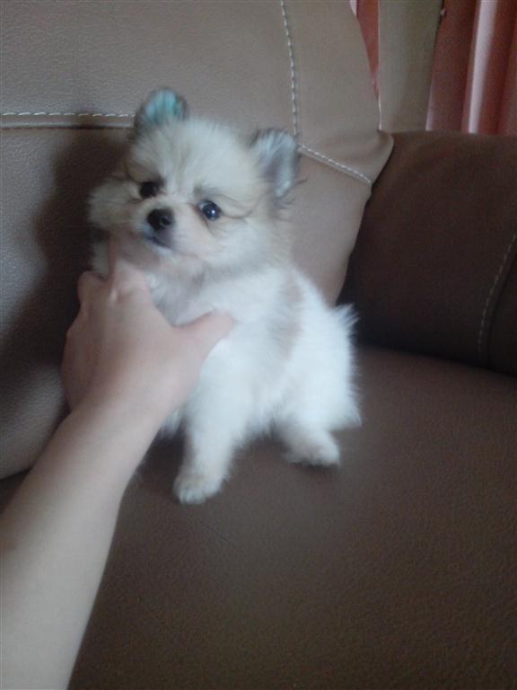 WTS : 7 Week Mini pom Party Colour Jantan dan Betina !! Hrg Special !!