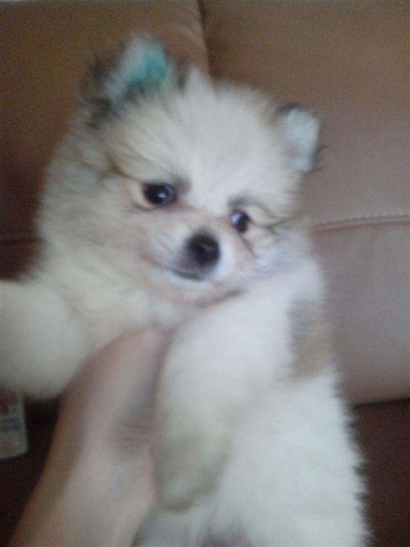 WTS : 7 Week Mini pom Party Colour Jantan dan Betina !! Hrg Special !!