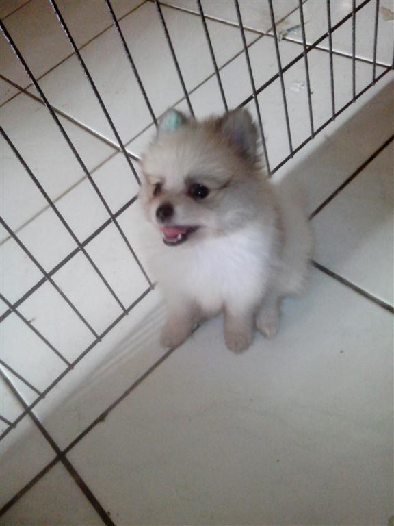 WTS : 7 Week Mini pom Party Colour Jantan dan Betina !! Hrg Special !!
