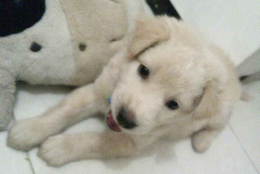 Kandang Anjing Anak Anjing Golden Mix