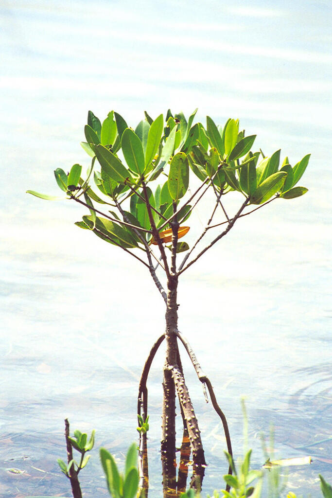 Manfaat Pohon Mangrove / Bakau untuk Kesehatan