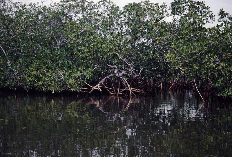  Manfaat  Pohon  Mangrove Bakau  untuk Kesehatan KASKUS