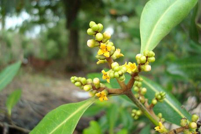 Manfaat Pohon Mangrove / Bakau untuk Kesehatan