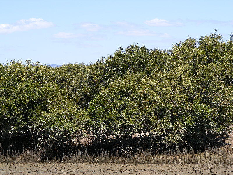 Manfaat Pohon Mangrove / Bakau untuk Kesehatan